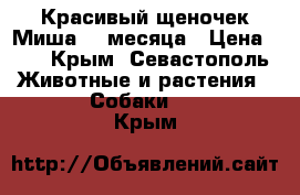 Красивый щеночек Миша. 3 месяца › Цена ­ 1 - Крым, Севастополь Животные и растения » Собаки   . Крым